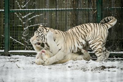 v-berdyanskom-zooparke-safari-v-zasnezhennyh-volerah-tigry-vyshli-na-progulku-fotoreportazh.jpg