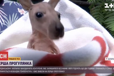 v-berdyanskom-zooparke-vyhazhivayut-kengurenka-ego-mama-pogibla-pri-groze-video.jpg