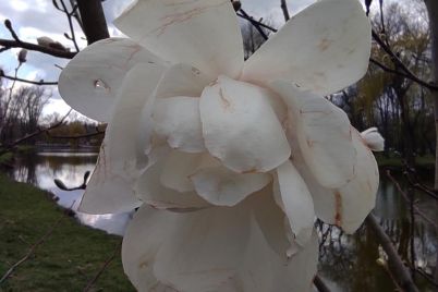 v-czentralnom-parke-zaporozhya-zaczvela-magnoliya-foto-video.jpg