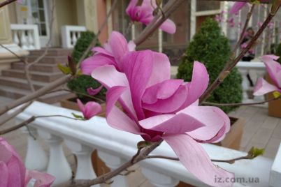 v-czentre-zaporozhya-rasczvela-alleya-rozovyh-magnolij-foto.jpg