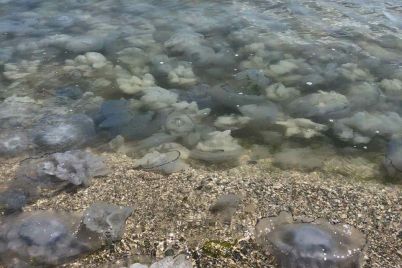 v-kirillovke-bereg-more-usypan-meduzami-video.jpg