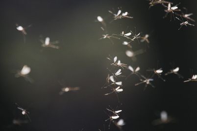 v-kurortnom-gorode-zaporozhskoj-oblasti-nashestvie-komarov-video.jpg