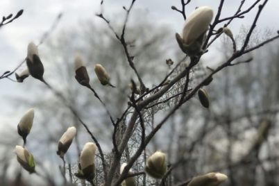 v-parke-zaporozhya-rasczvetayut-magnolii-foto.jpg
