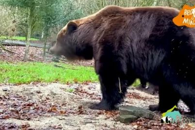 v-seti-opublikovali-video-pervoj-progulki-zaporozhskih-medvedej-v-chastnom-zooparke-v-niderlandah.jpg