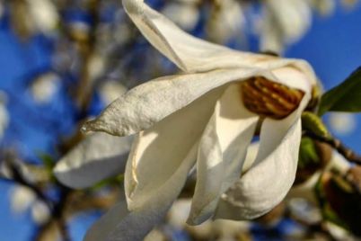 v-zaporozhe-czvetet-magnoliya-yagody-kotoroj-suedobny-foto.jpg