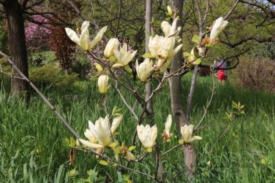 v-zaporozhe-czvetut-zheltye-magnolii-foto.jpg