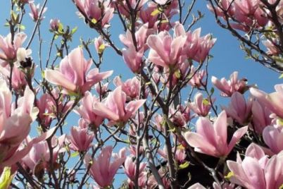 v-zaporozhe-na-avtomojke-czvetut-rozovye-magnolii-foto.jpg