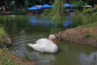 v-zaporozhe-po-czentralnomu-parku-gulyayut-belosnezhnye-lebedi-foto-video.jpg