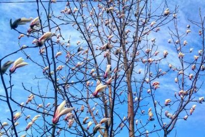 v-zaporozhe-rasczveli-magnolii-i-tyulpany-foto.jpg