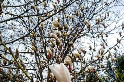 v-zaporozhe-rasczvetaet-magnoliya-foto.jpg