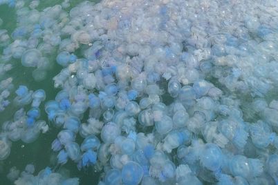 v-zaporozhskoj-oblasti-azovskoe-more-kishit-meduzami-stali-izvestny-prichiny-i-posledstviya-foto-video.jpg