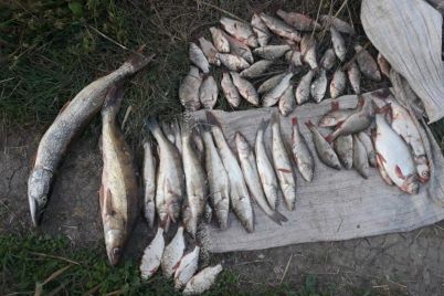 v-zaporozhskoj-oblasti-brakonery-nezakonno-vylovili-bolee-300-kilogramm-ryby.jpg