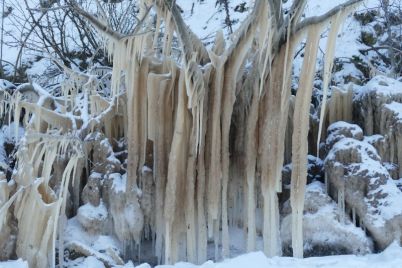 v-zaporozhskoj-oblasti-na-derevyah-vyrosli-gigantskie-stalaktity-foto.jpg