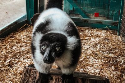 v-zaporozhskoj-oblasti-zhivet-ochen-redkij-lemur-foto.jpg