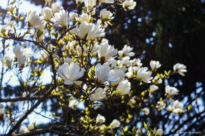 v-zaporozhskom-botanicheskom-sadu-zaczveli-magnolii-foto.jpg