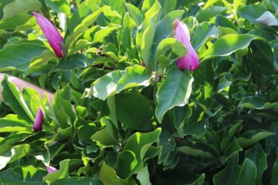v-zaporozhskom-botsadu-magnoliya-lebnera-vpervye-zaczvela-letom-foto.jpg