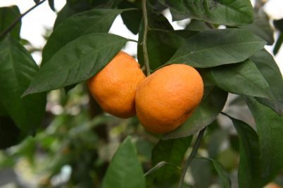 v-zaporozhskom-botsadu-na-odnom-dereve-sozreli-limony-i-apelsiny-foto.jpg