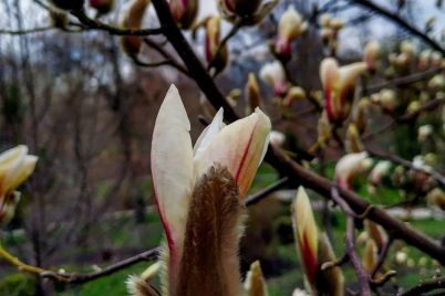 v-zaporozhskom-botsadu-raspustilis-pervye-butony-magnolii-foto.jpg