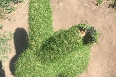 v-zaporozhskom-parke-demontirovali-topiary-skazochnyh-personazhej-iz-za-vandalov-foto.jpg