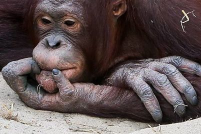v-zooparke-zaporozhskoj-oblasti-pokazali-video-orangutana-so-vkusnyashkami.jpg