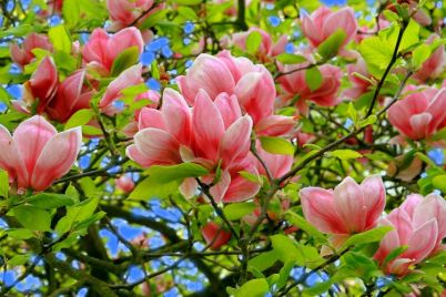 vozle-zaporozhskih-mnogoetazhek-raspustilis-magnolii-foto.jpg