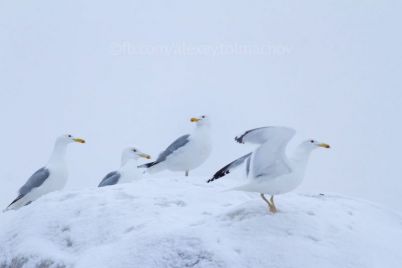 zaporozhskie-pingviny-na-skalah-horticzy-zimuyut-udivitelnye-pticzy-foto.jpg