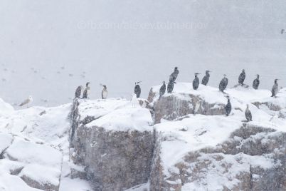 zasnezhennyj-ostrov-zaporozhskij-fotograf-pokazal-mestnyh-pingvinov-foto.jpg