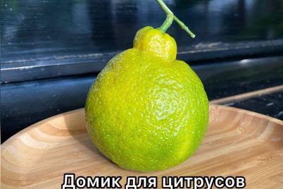 zhitelnicza-zaporozhya-vyrastila-doma-neobychnyj-limon-foto.jpg