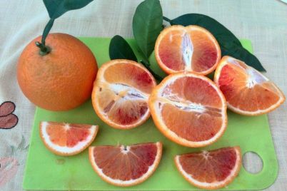 zhitelnicza-zaporozhya-vyrastila-sochnye-apelsiny-v-zimnem-sadu.jpg